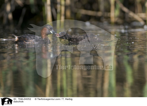 Zwergtaucher / dabchick / THA-04052