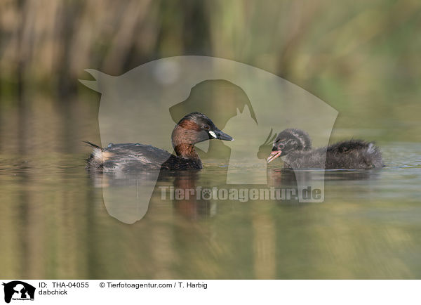 Zwergtaucher / dabchick / THA-04055