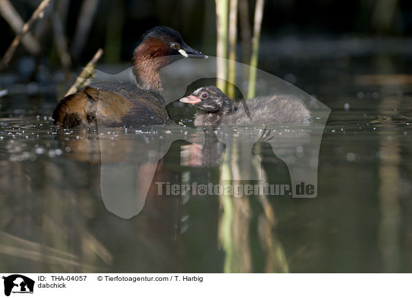 Zwergtaucher / dabchick / THA-04057