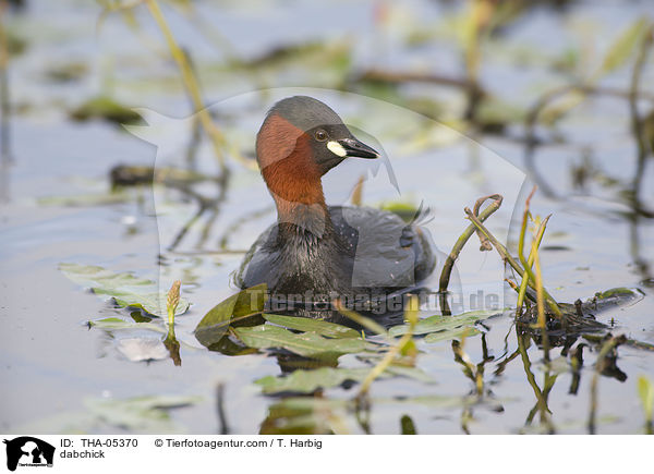 Zwergtaucher / dabchick / THA-05370