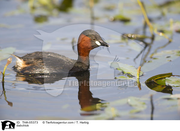 Zwergtaucher / dabchick / THA-05373