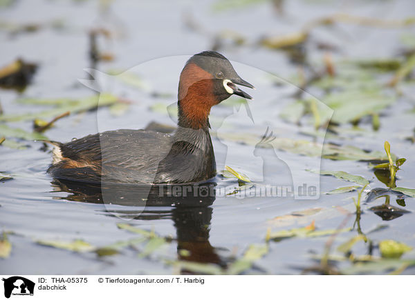 Zwergtaucher / dabchick / THA-05375