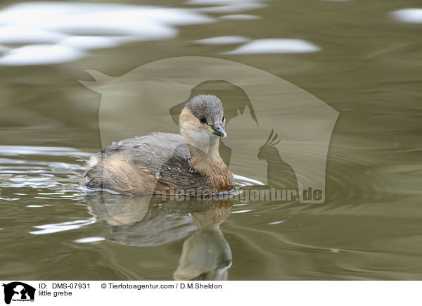 Zwergtaucher / little grebe / DMS-07931