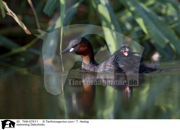 schwimmende Zwergtaucher / swimming Dabchicks / THA-07611