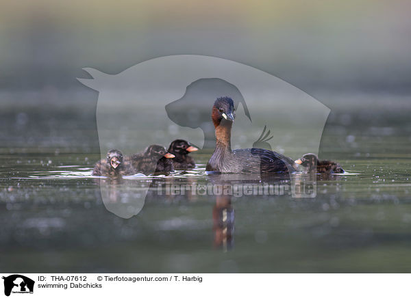 schwimmende Zwergtaucher / swimming Dabchicks / THA-07612