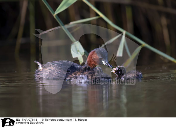 schwimmende Zwergtaucher / swimming Dabchicks / THA-07618