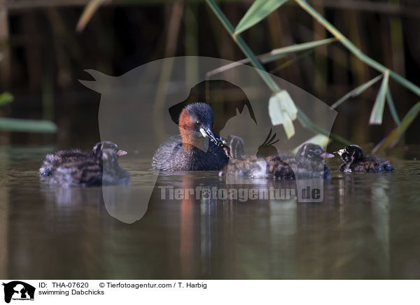 schwimmende Zwergtaucher / swimming Dabchicks / THA-07620