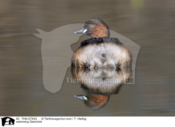 schwimmender Zwergtaucher / swimming Dabchick / THA-07642