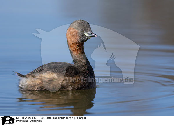 schwimmender Zwergtaucher / swimming Dabchick / THA-07647