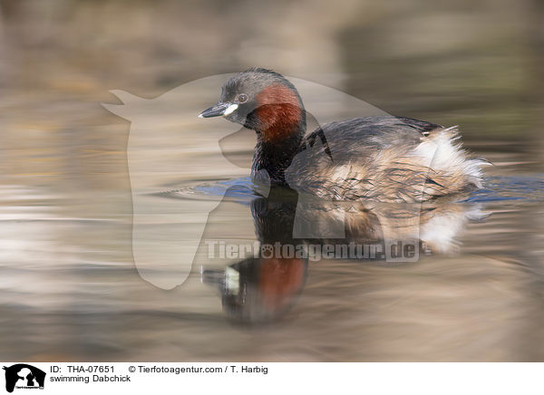 schwimmender Zwergtaucher / swimming Dabchick / THA-07651