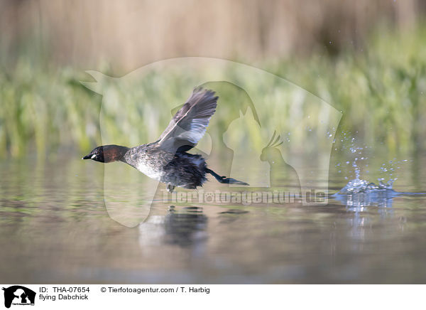 fliegender Zwergtaucher / flying Dabchick / THA-07654