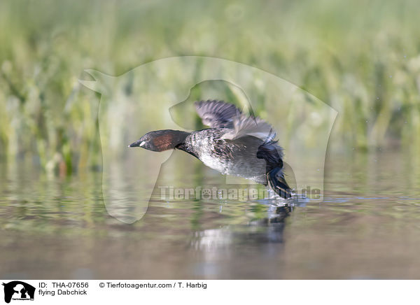 fliegender Zwergtaucher / flying Dabchick / THA-07656