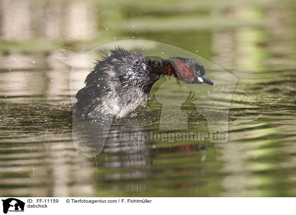 Zwergtaucher / dabchick / FF-11159