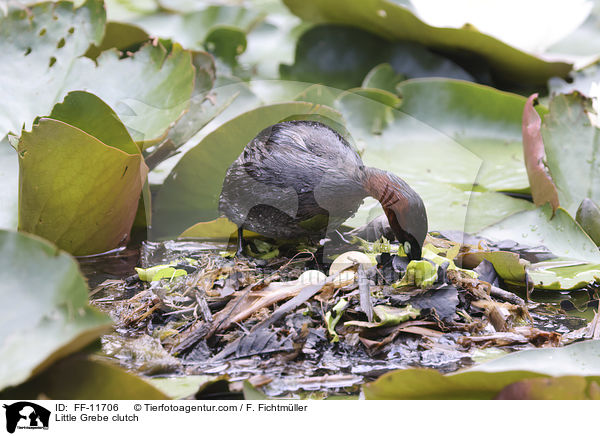 Zwergtaucher Gelege / Little Grebe clutch / FF-11706