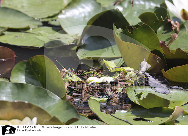 Little Grebe clutch / FF-11710