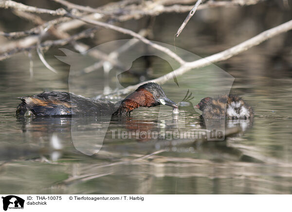 Zwergtaucher / dabchick / THA-10075