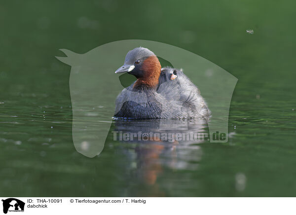 Zwergtaucher / dabchick / THA-10091