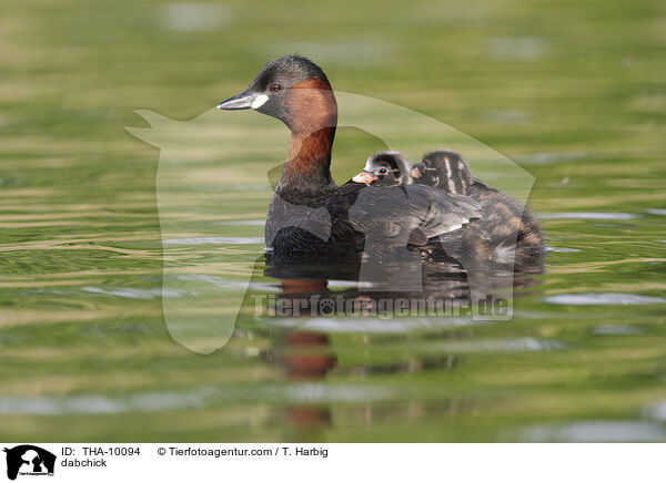 Zwergtaucher / dabchick / THA-10094