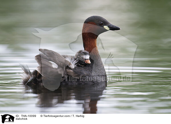 Zwergtaucher / dabchick / THA-10099