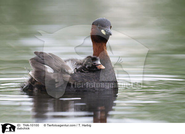 Zwergtaucher / dabchick / THA-10100