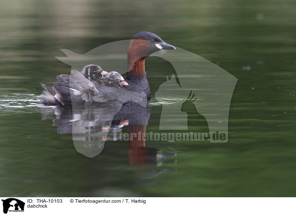 Zwergtaucher / dabchick / THA-10103