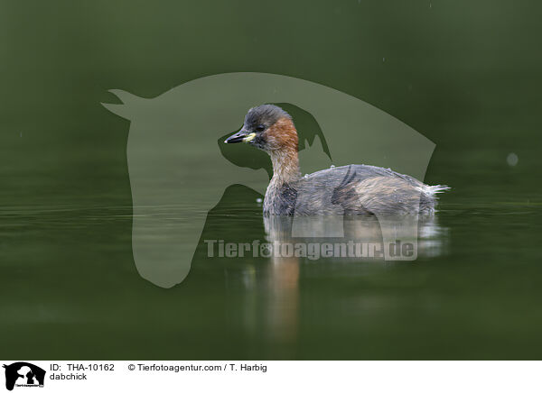 Zwergtaucher / dabchick / THA-10162