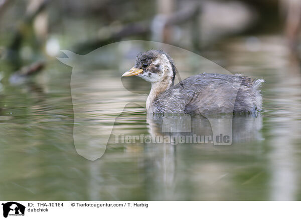 Zwergtaucher / dabchick / THA-10164