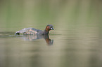 dabchick