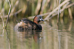 dabchick