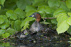 dabchick