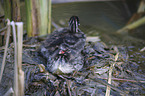 dabchick