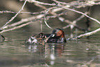 dabchick