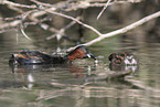 dabchick