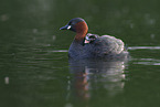 dabchick