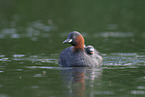 dabchick