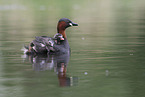 dabchick