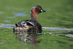 dabchick