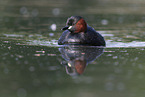 dabchick