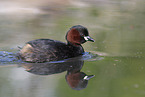 dabchick