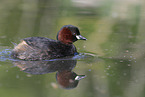 dabchick