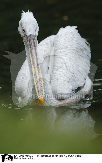 Krauskopfpelikan / Dalmatian pelican / DMS-05620