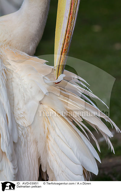Krauskopfpelikan / Dalmatian pelican / AVD-03951