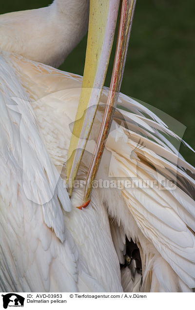 Krauskopfpelikan / Dalmatian pelican / AVD-03953