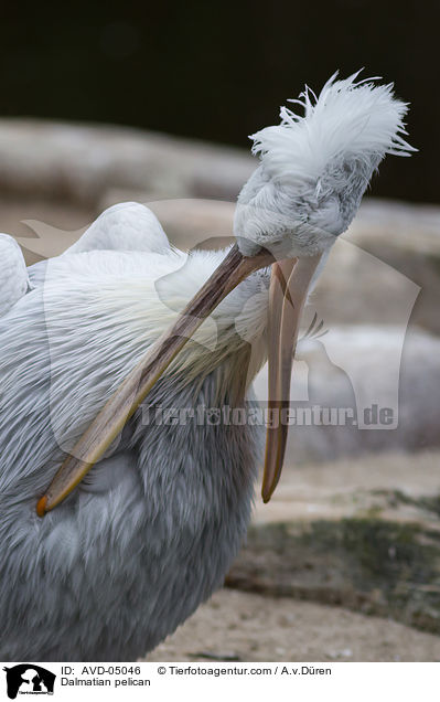 Krauskopfpelikan / Dalmatian pelican / AVD-05046