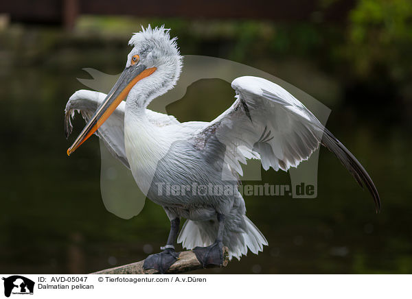 Dalmatian pelican / AVD-05047