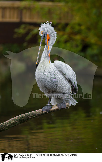 Krauskopfpelikan / Dalmatian pelican / AVD-05051