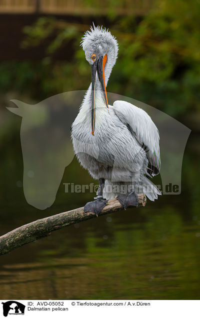 Krauskopfpelikan / Dalmatian pelican / AVD-05052