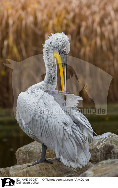 Krauskopfpelikan / Dalmatian pelican / AVD-05057