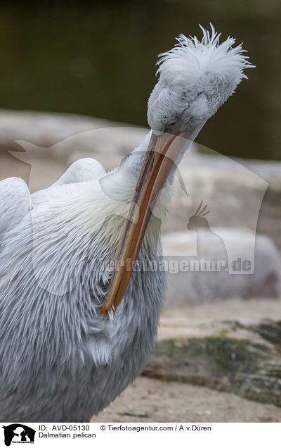 Krauskopfpelikan / Dalmatian pelican / AVD-05130