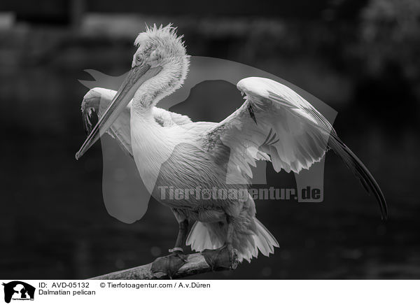 Krauskopfpelikan / Dalmatian pelican / AVD-05132